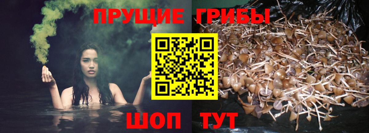 Псилоцибиновые грибы Cubensis Сокол